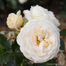 'Child of Mind' - Patio Rose