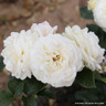 'Child of Mind' - Patio Rose