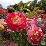 Champagne Cocktail - Floribunda Rose