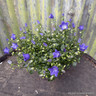 Campanula 'Spring Bell Blue'