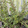 Ceanothus 'Blue jeans' 2L