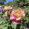 Double Delight - Hybrid Tea