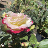 Double Delight - Hybrid Tea