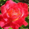 Double Delight - Hybrid Tea Rose