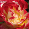 Double Delight - Hybrid Tea Rose