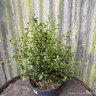Ceanothus 'Millepoint point' 2L