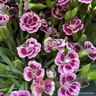 Dianthus 'Pink Kisses' (Mini Pot)