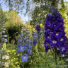 Delphinium "Magic Fountain' mix