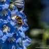 Delphinium "Magic Fountain' mix