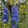 Delphinium "Magic Fountain' mix