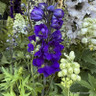Delphinium Mix - 10.5cm