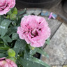 Dianthus 10.5cm