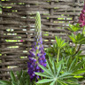 Lupin (mixed colours)