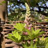 Lupin (mixed colours)