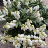 Pieris (mix)