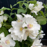 Philadelphus Belle Etoile 2L