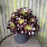 Aeonium arboreum Velours atropurpureum (Succulent) INSTANT