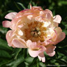 Peony lactiflora 'Coral Sunset' 2L