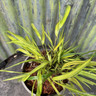 Hakonechloa 'Mulled Wine' 2L