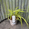 Hakonechloa 'Mulled Wine' 2L