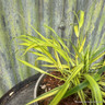 Hakonechloa 'Mulled Wine' 2L