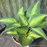 Hosta 'Touch of Class' 2L