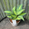 Hosta 'Touch of Class' 2L