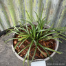 Liriope spicata 2L