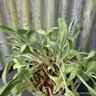 Gallardia aristata (wild form)