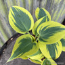 Hosta Shadowland 'Autumn Frost' 2L