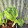 Hosta 'Carnival' 2L