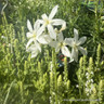 Tulbaghia violacea alba 2L
