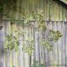 Thalictrum Ghent Ebony  2L