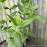 Nepeta 'Magical Mr Blue Sky' 2L