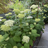 Hydrangea arborescens 'Annabelle'