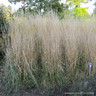 Calamagrostis x acutiflora 'Karl Foerster' (Molinia) 2L