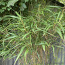 Fargesia rufa 'Green Panda'