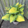 Hosta 'Happy Days'