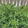 Aster novi-belgii 'Jenny' 1ltr pot