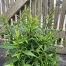Aster novi-belgii 'Little Pink Beauty' 1ltr pot