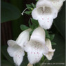 Digitalis purpurea 'Camelot white' (Foxglove) 1ltr