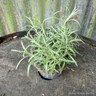Curry plant 9cm