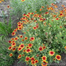Gaillardia x grandiflora 'Goblin' 1ltr pot