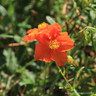 Helianthemum 'Ben More' 1ltr pot