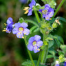 Polemonium reptans Lambrook Mauve 1L