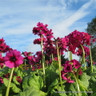 Primula japonica 'Millers Crimson' 1ltr pot