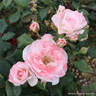 English Miss - Hybrid Tea Rose