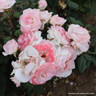 English Miss - Hybrid Tea Rose