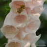 Digitalis purpurea 'Foxybee Apricot'-1L
