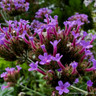 Verbena bonariensis 'Vanity'-1L